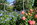Der Garten