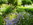 Sommerliche Garten-Impressionen