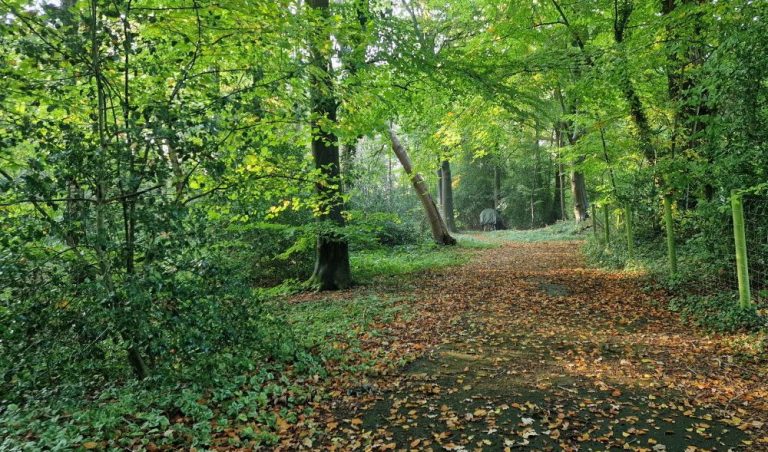 Diese Foto zeigt das bereits durch die HEYEN Immobilien vermittelte Waldgrundstück in Oldenburg / Wechloy